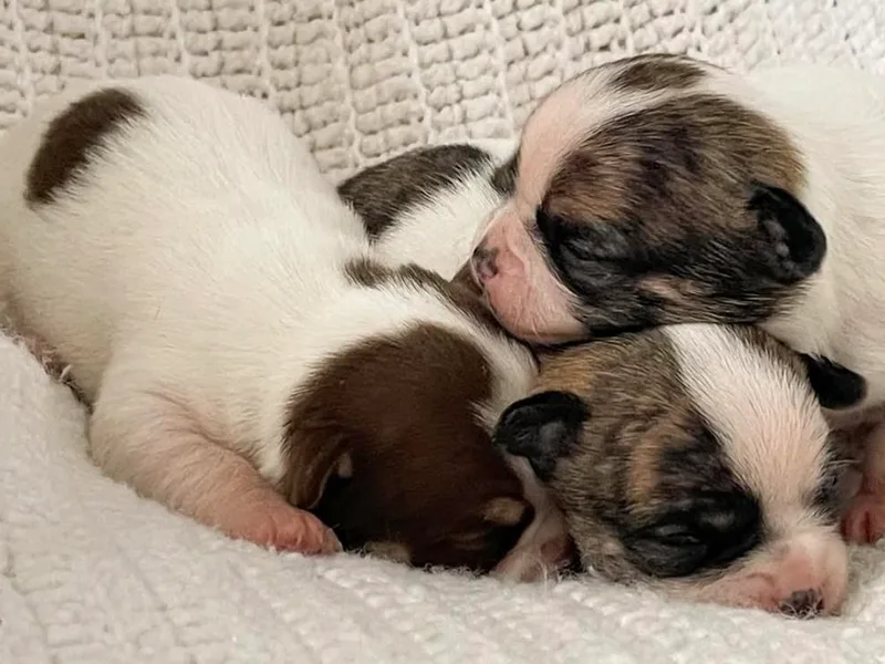 Jenny Rose Chihuahuas