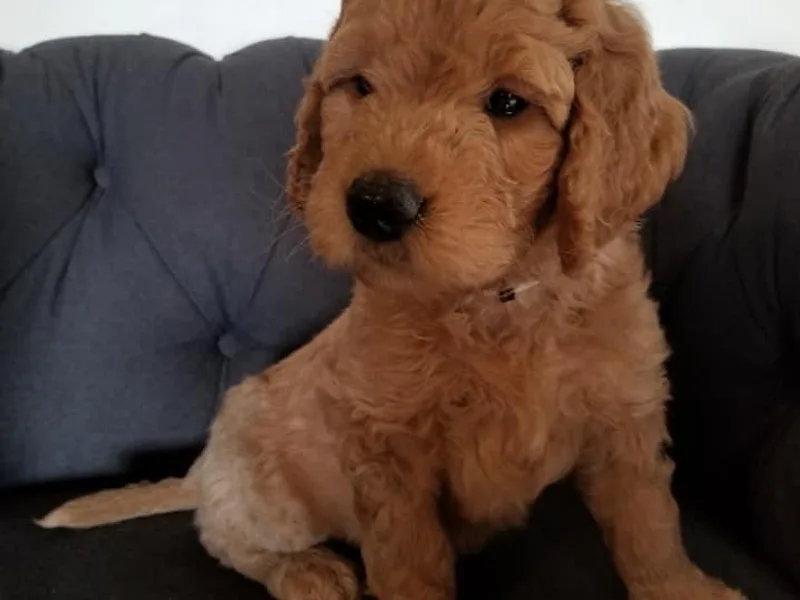 Jenny's Goldendoodles