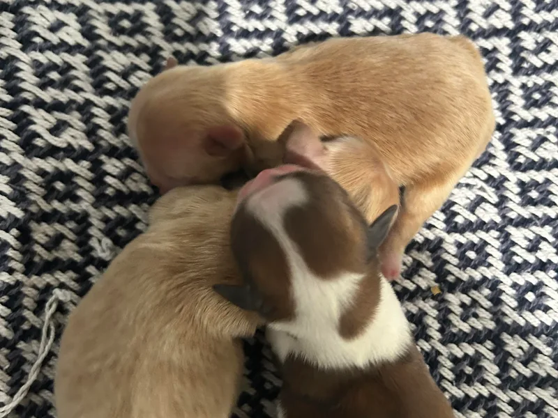 Jenny's Shih Tzus