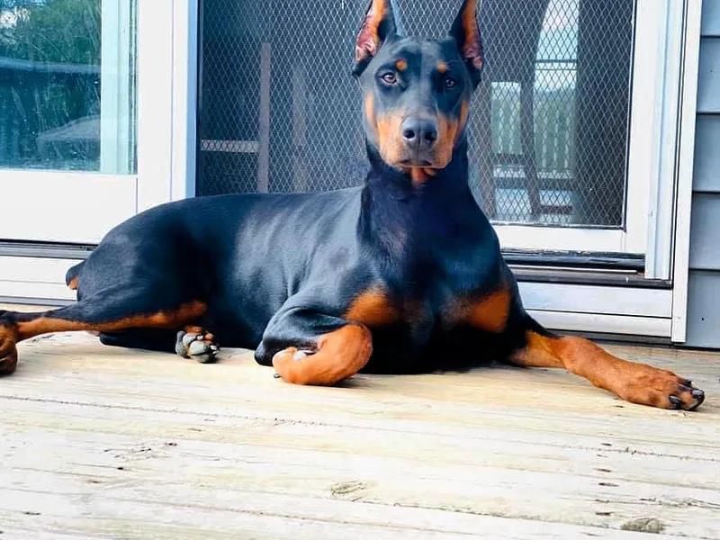 Jensen Dobermans and Dachshunds