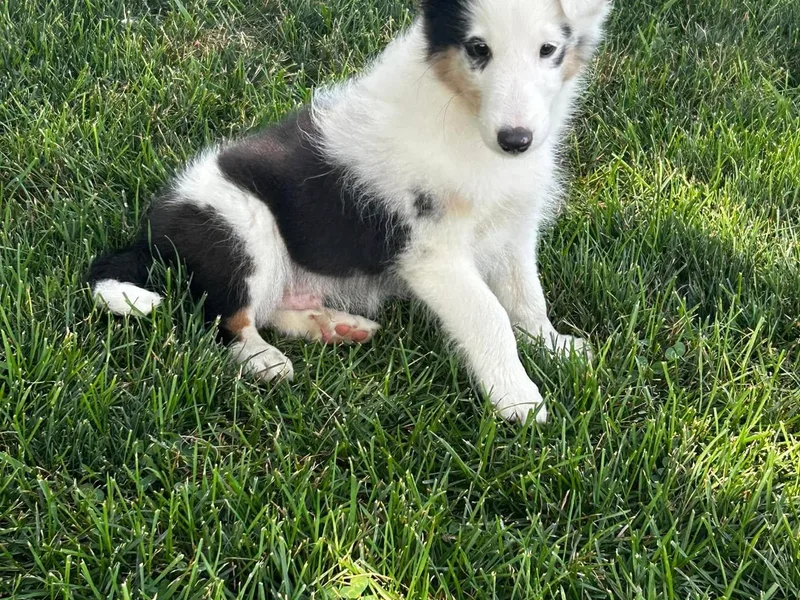 Jensen Farms Shelties