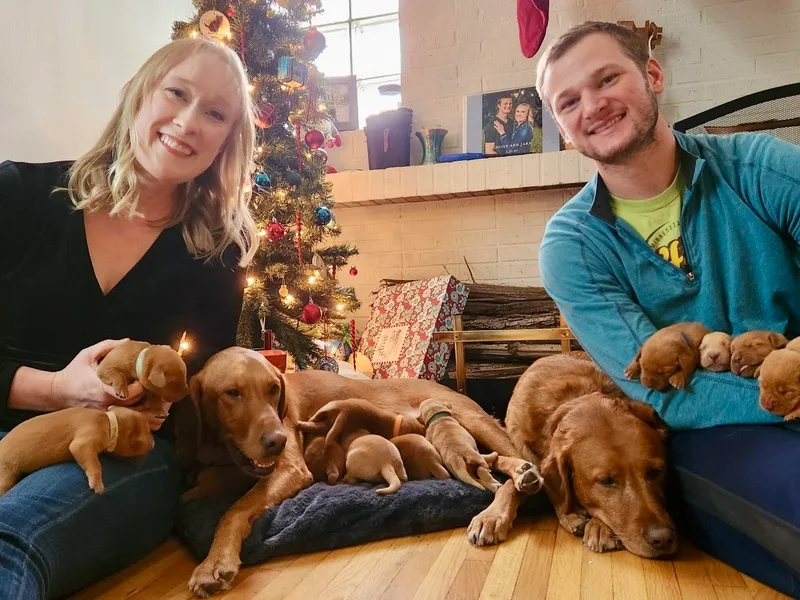 Jensen’s Fox Red Labs