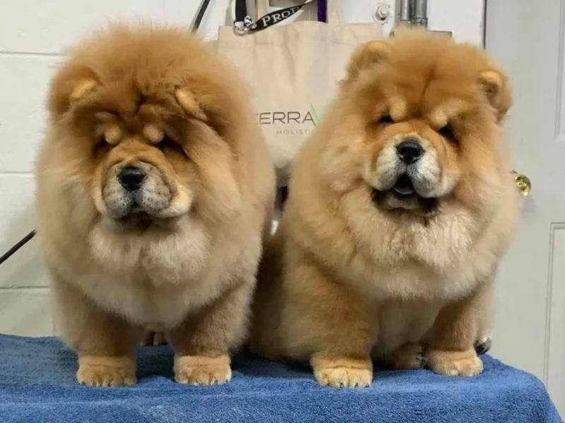 Jenuine Chows