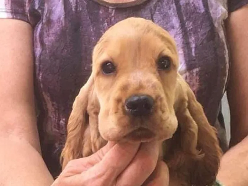 JerabeeEnglish Cockers