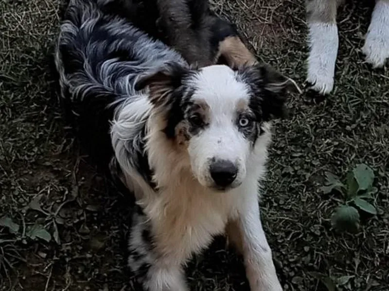 Jerald's Mini Aussies photo 1