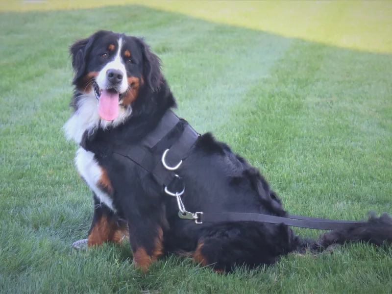 Jeremy's Bernese Mountain Dogs