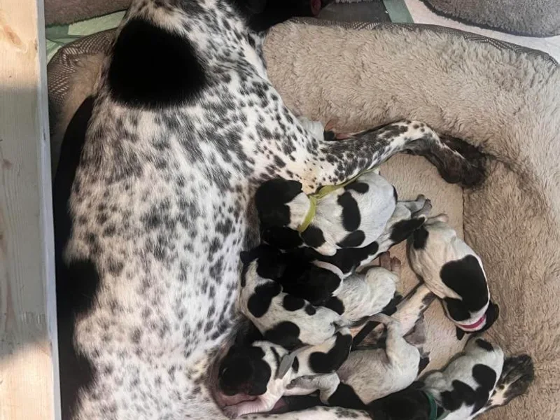 Jericho Hills GSP’s