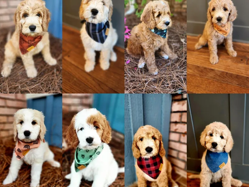 Jericho Junction Doodles and Poodles