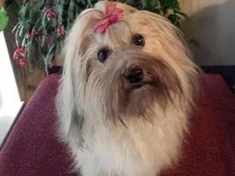 Jerico Havanese