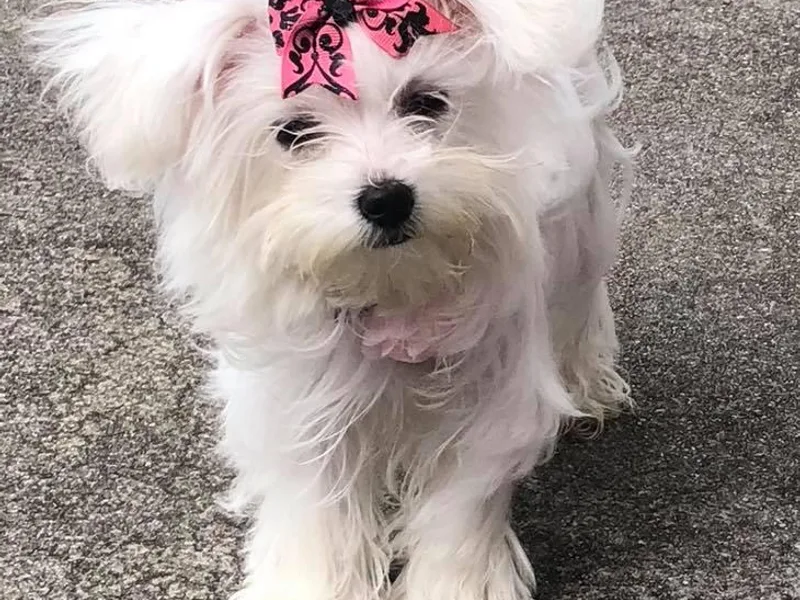 Jerilee Sewall's Maltese Puppies