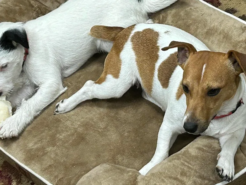 Jerome Russell Terriers