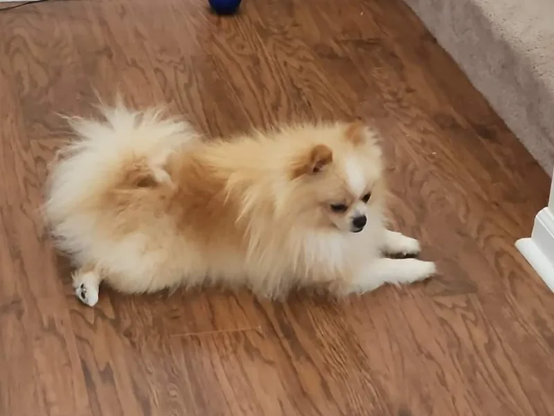 Jerrimiah's Pomeranians