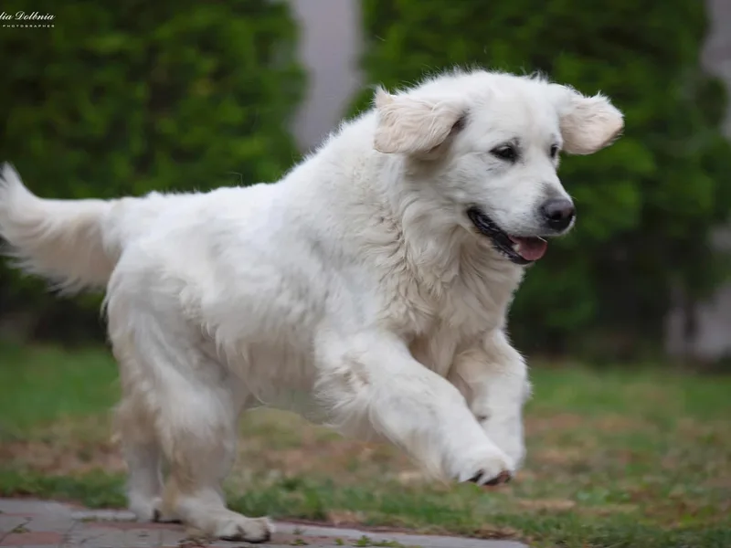 Jersey Golden Retrievers