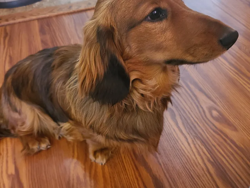 Jersey's Blue Moon Doxies