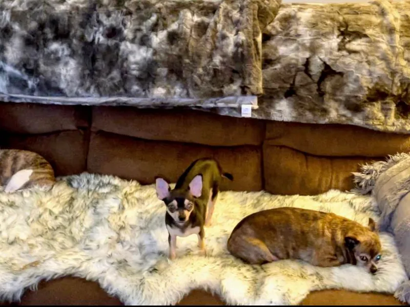 Jersey’s Tiny Tails Chihuahuas