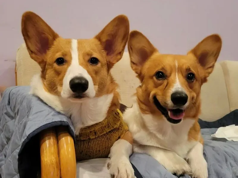 Jersey Shore Corgis