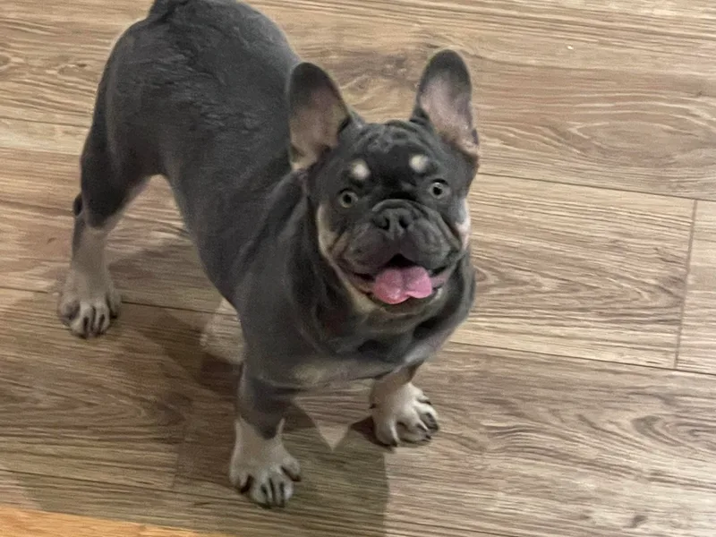 Jerzey Frenchie