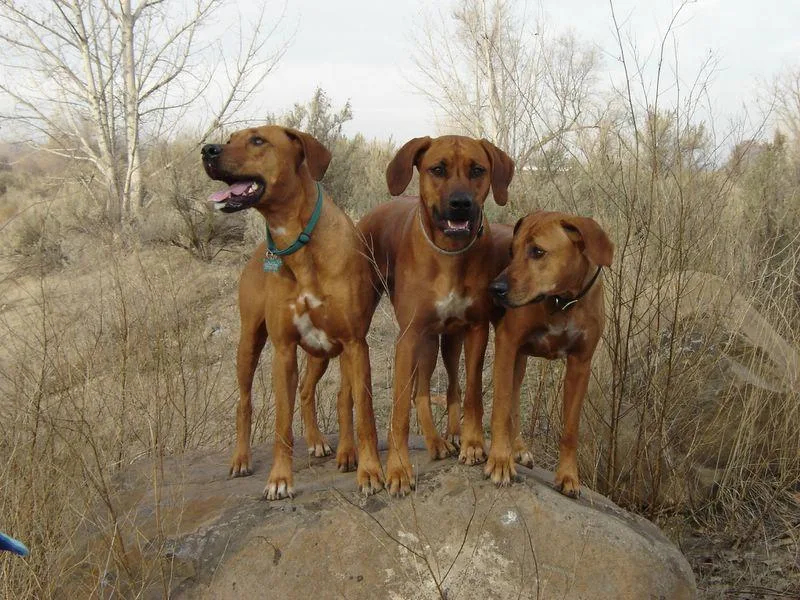 Jesmyster Ridgebacks