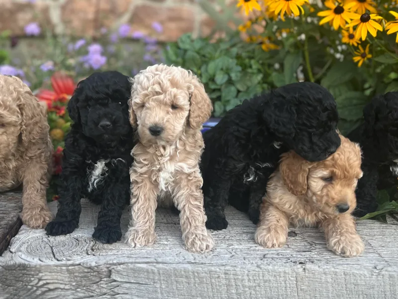 Jess’ Golden Doodles