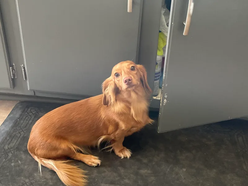 Jess’s Dachshunds
