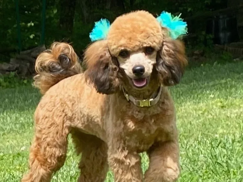 Jess’s Darling Poodles