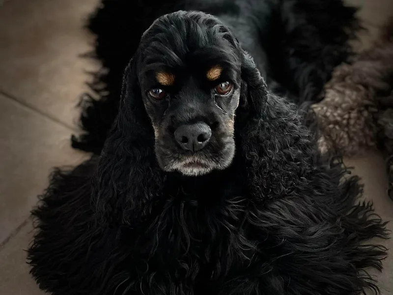 Jesselle Cocker Spaniels