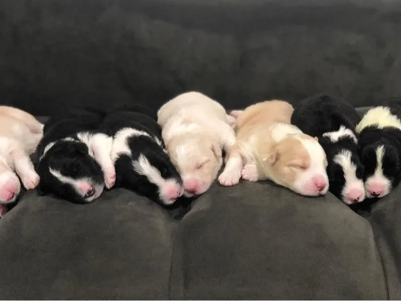 Jessica's Border Collies