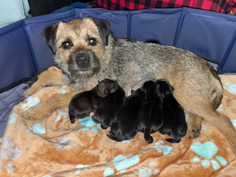 Jessica’s Border Terriers
