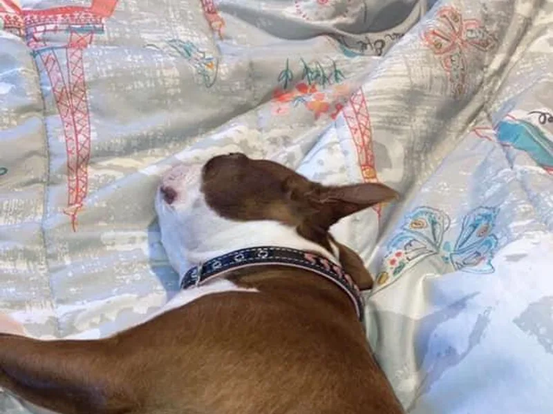 Jessica's Boston Terriers