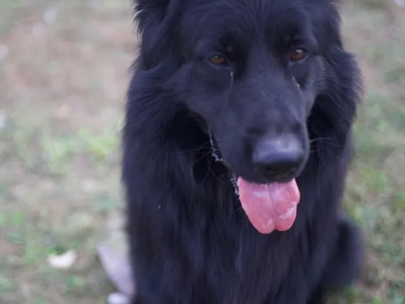 Jessica's German Shepherds