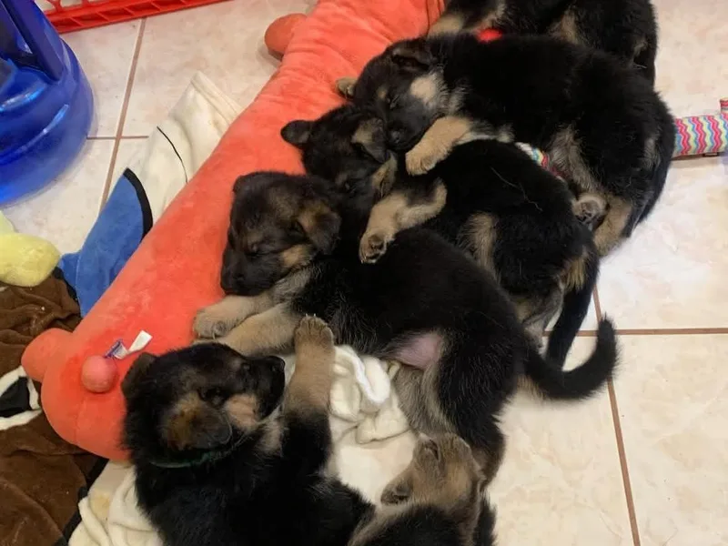 Jessica's German Shepherds