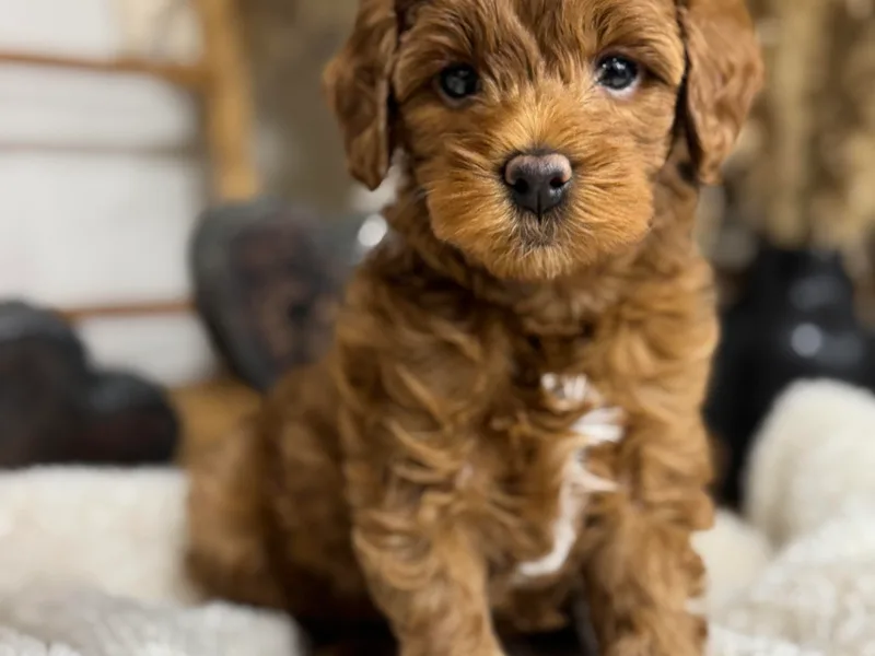Jessica's  Goldendoodle’s