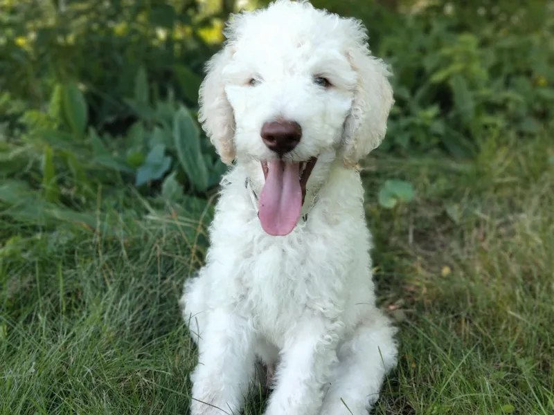 Jessica's Poodles
