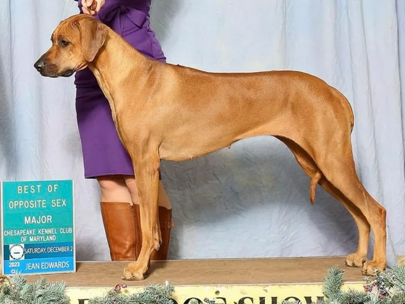 Jessica's Rhodesian Ridgebacks