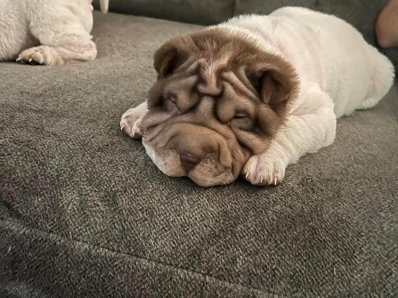 Jessica's Shar-Pei