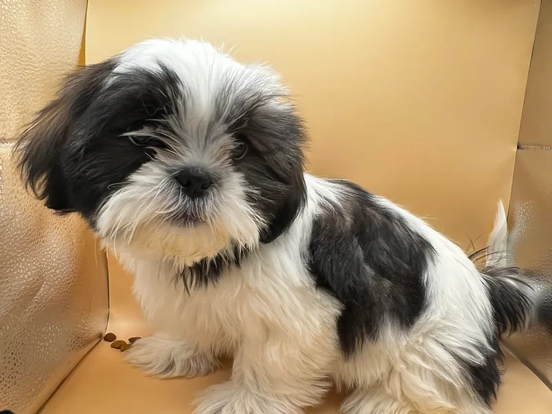 Jessica’s Shih Tzus
