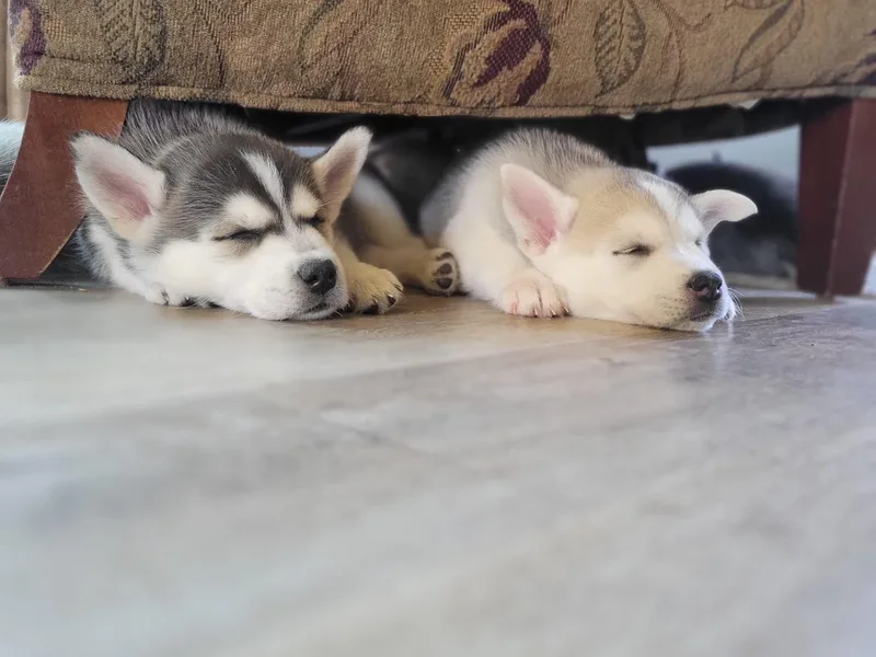 Jessica's Siberian Huskies