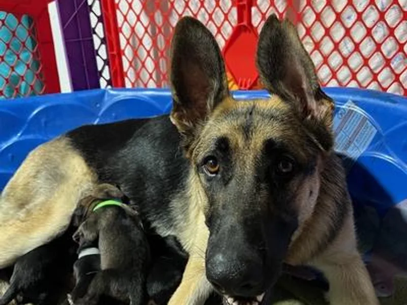 Jessica Wright's German Shepherds