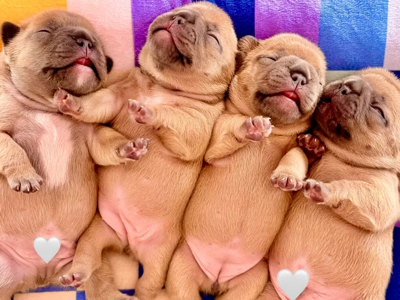 Jessie's Frenchies