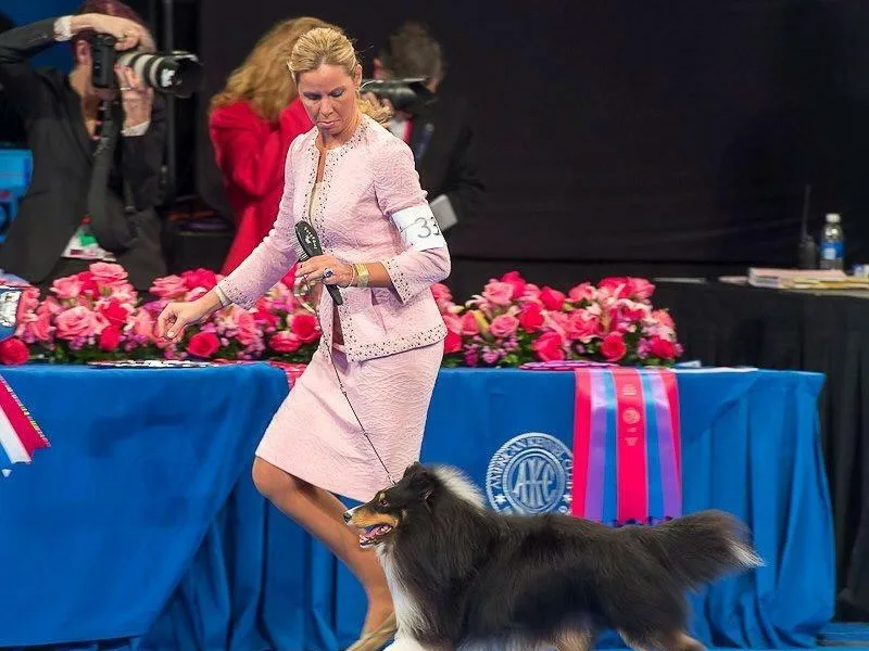 Jesstar Shetland Sheepdogs