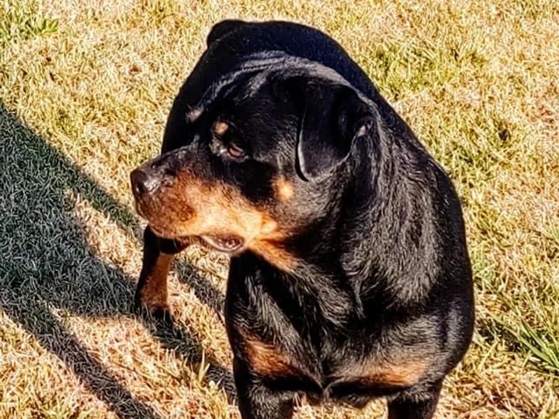 Jestors Rottweilers