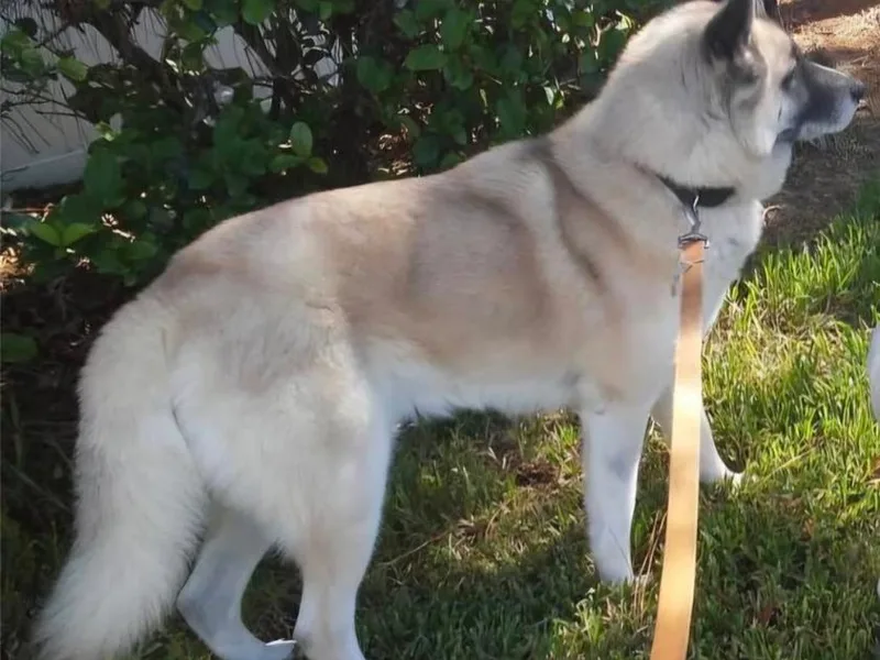 Jesuel's Akitas