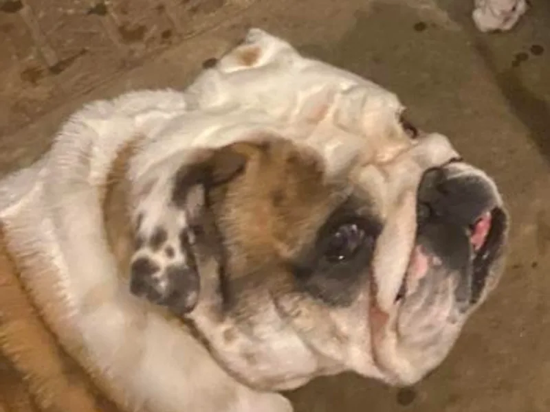 Jetana Bulldogs