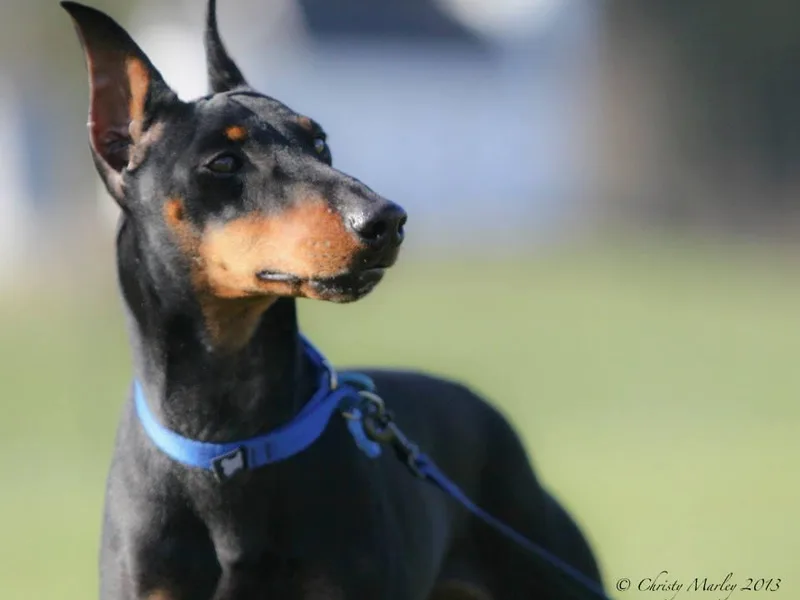 JetCity Manchester Terriers