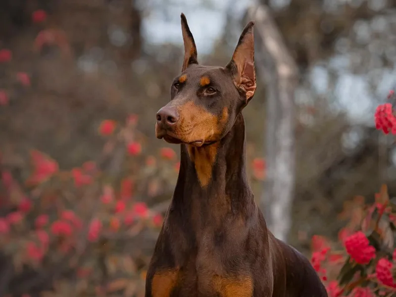Jeti Dobermans