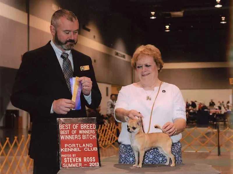 Jetstar Chihuahuas