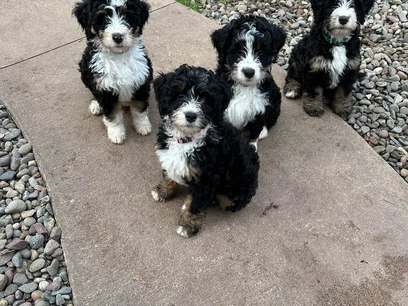 Jetta's Pups photo 1