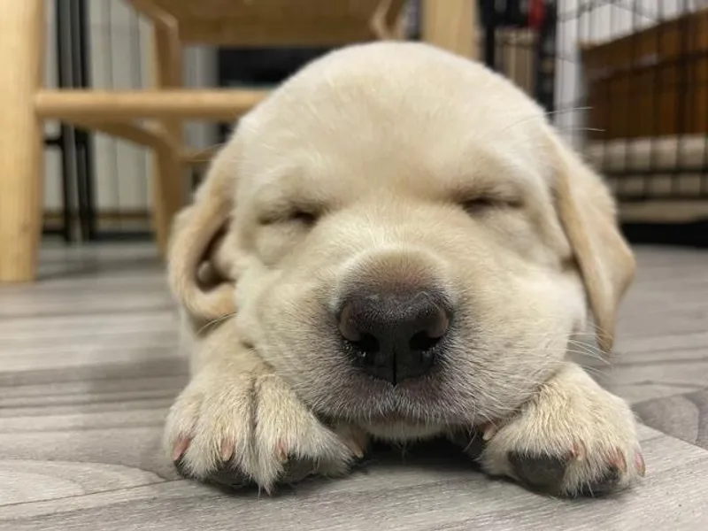 Jewell Labradors