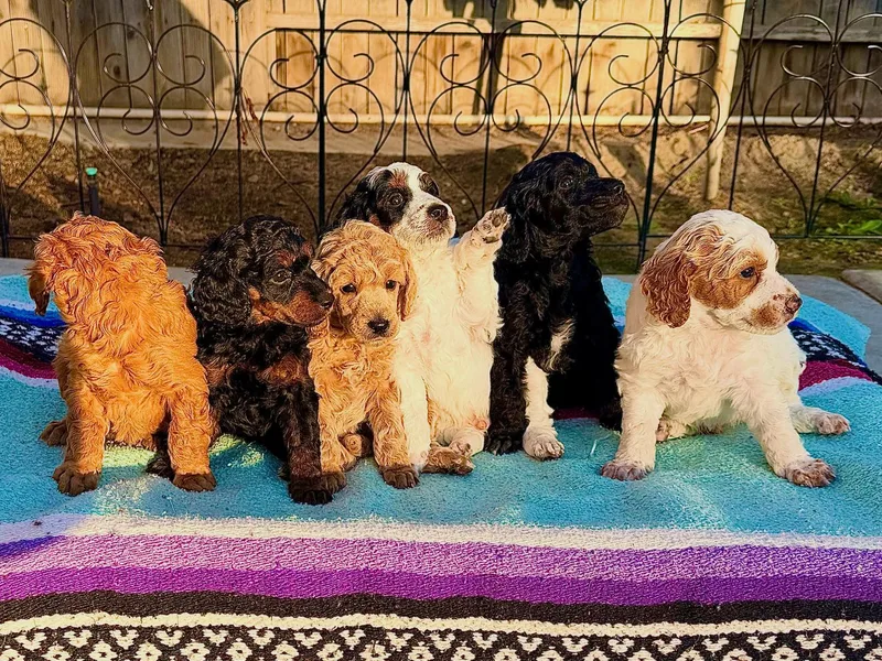 Jewells Poodles