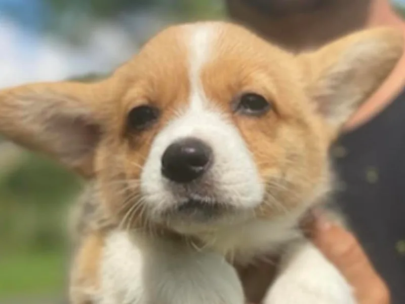 JFF Scenic Woodrows Winnie